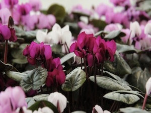 Dvärgcyclamen